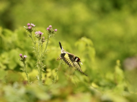 papillon
